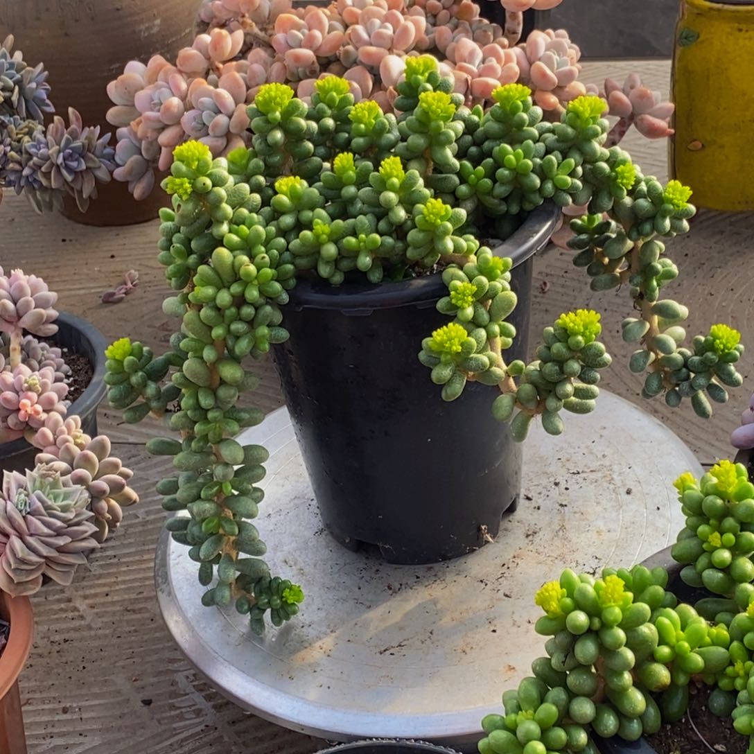 ?**哈48包邮一物一拍多肉植物