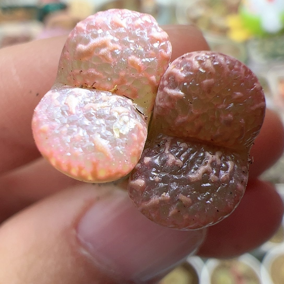 【闪购商品】100 秒