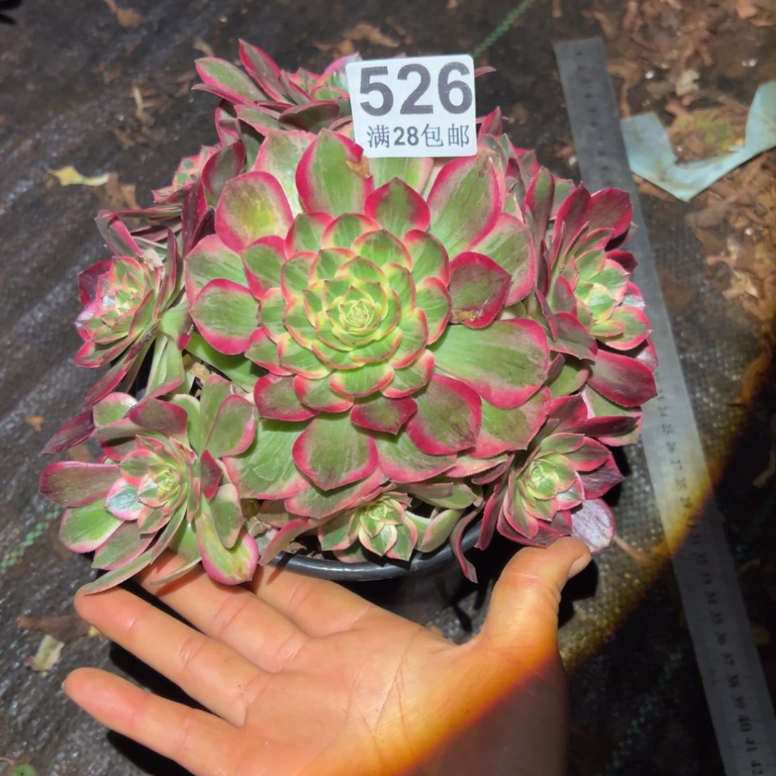 多肉植物526赤子心