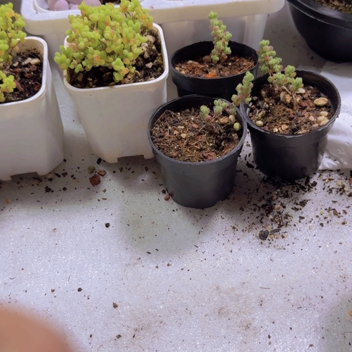 多肉土一包一单包邮