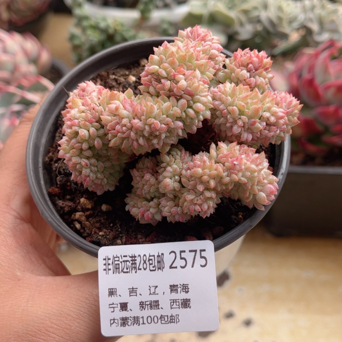 【闪购商品】2575小粉梅缀
