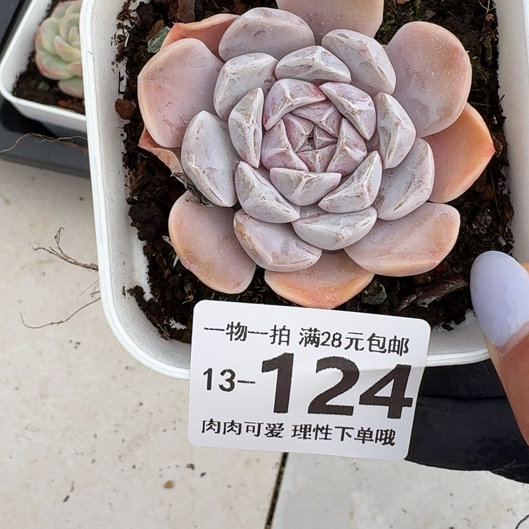 汉堡无盆土发货无