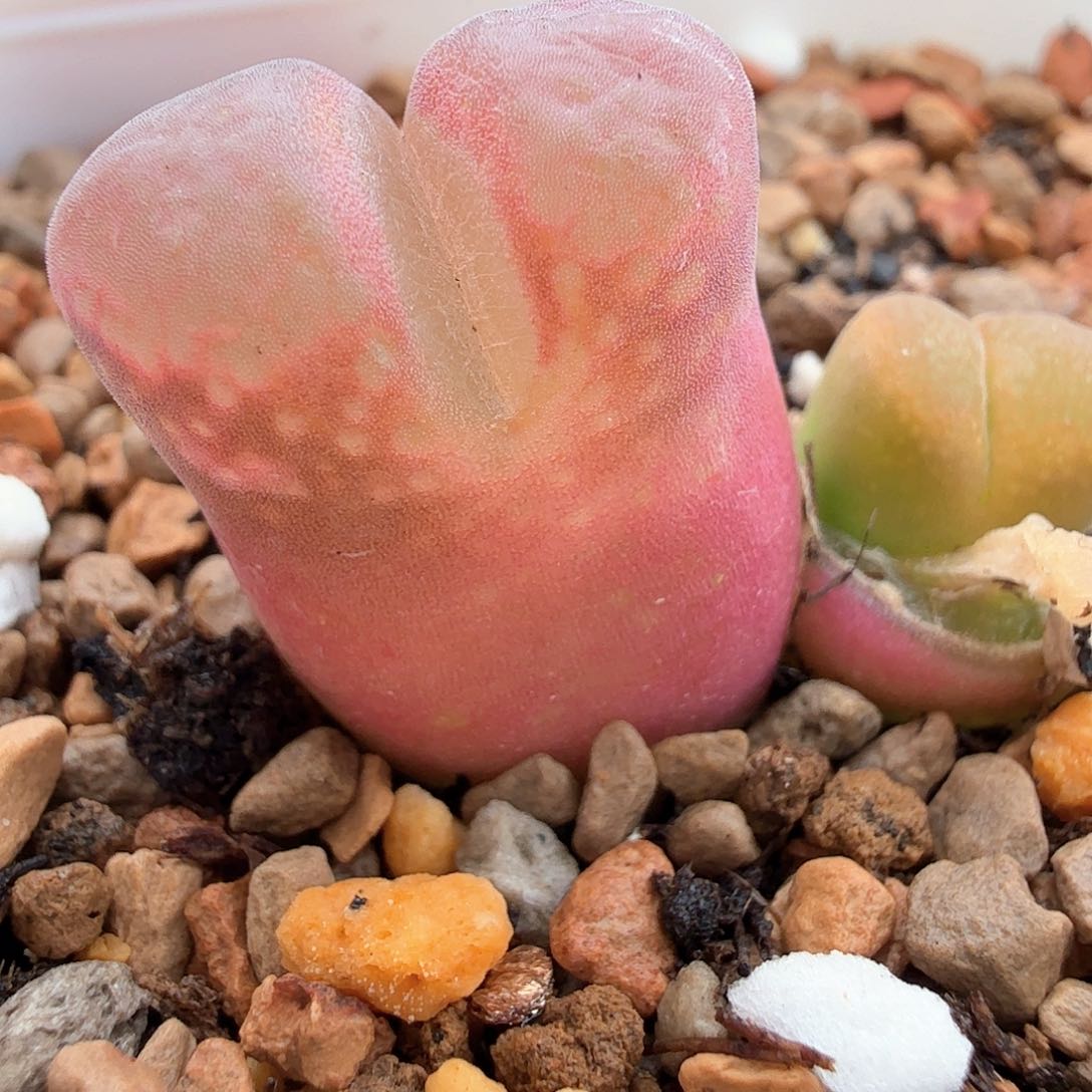 2.7.30/Cm46红风铃/多肉植物