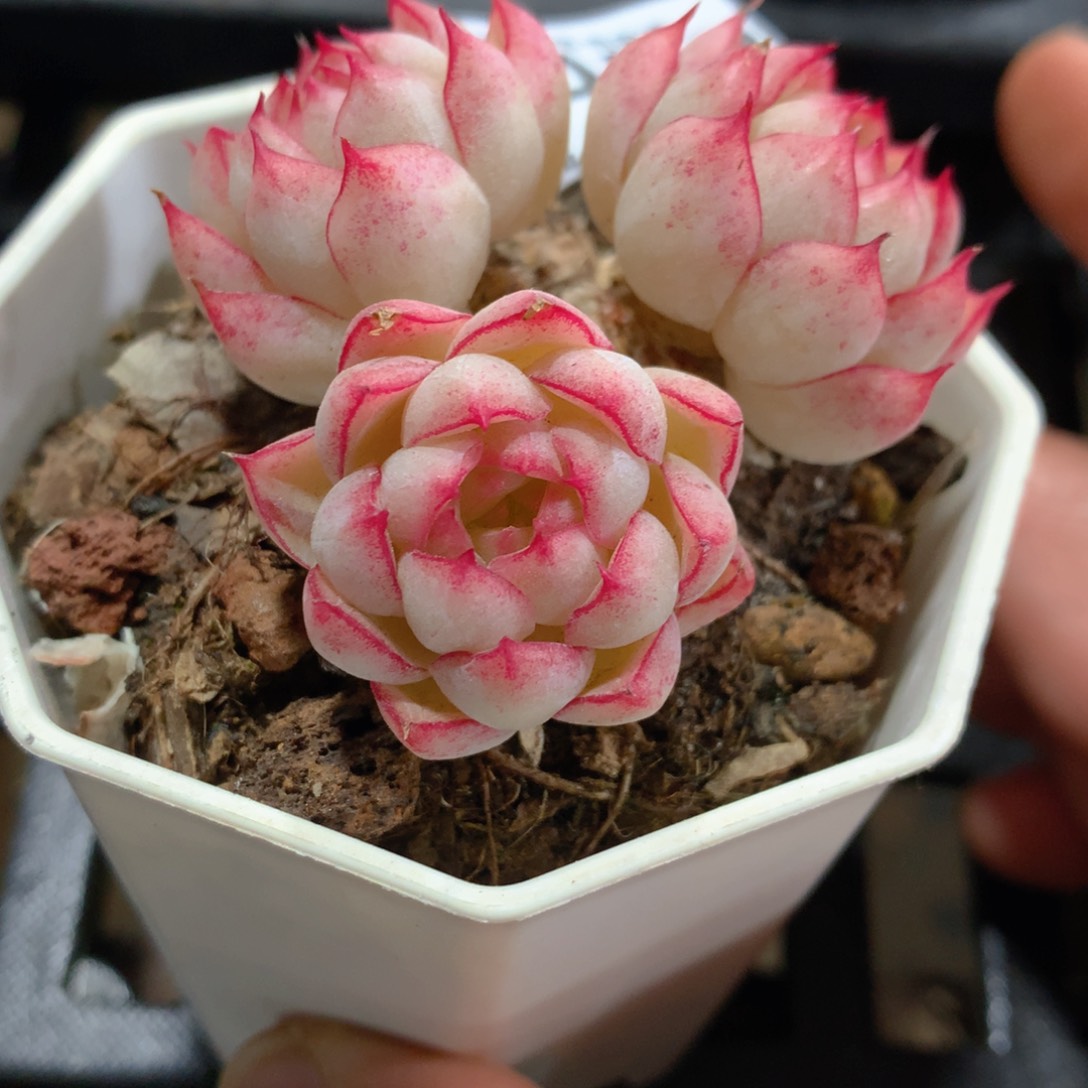 肉萌萌5cm拇指盆精控多肉BH429