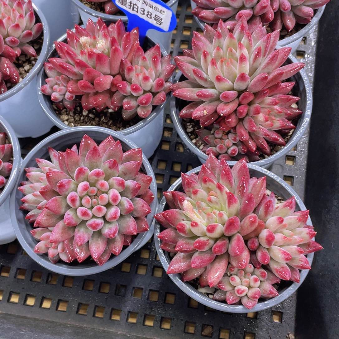 量拍38号 如烟美人大双头一个