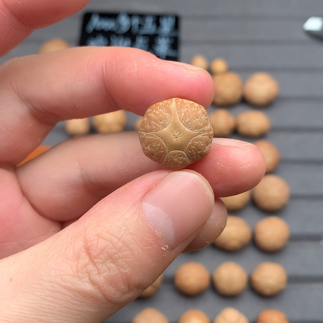 吊坠凤眼菩提17+五星，非质量问题开孔不退