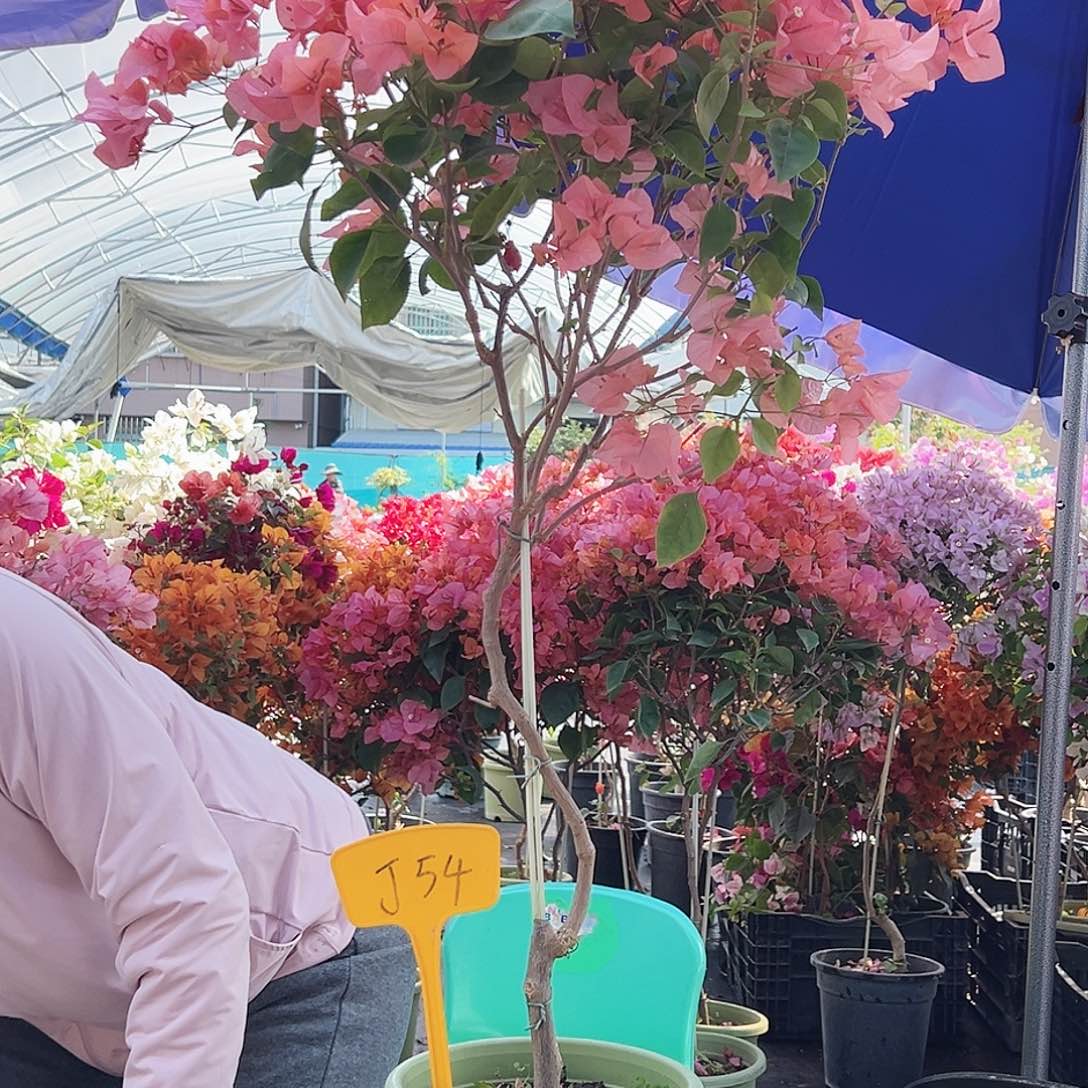 诚***信大部分花苞少量开放J54波妹