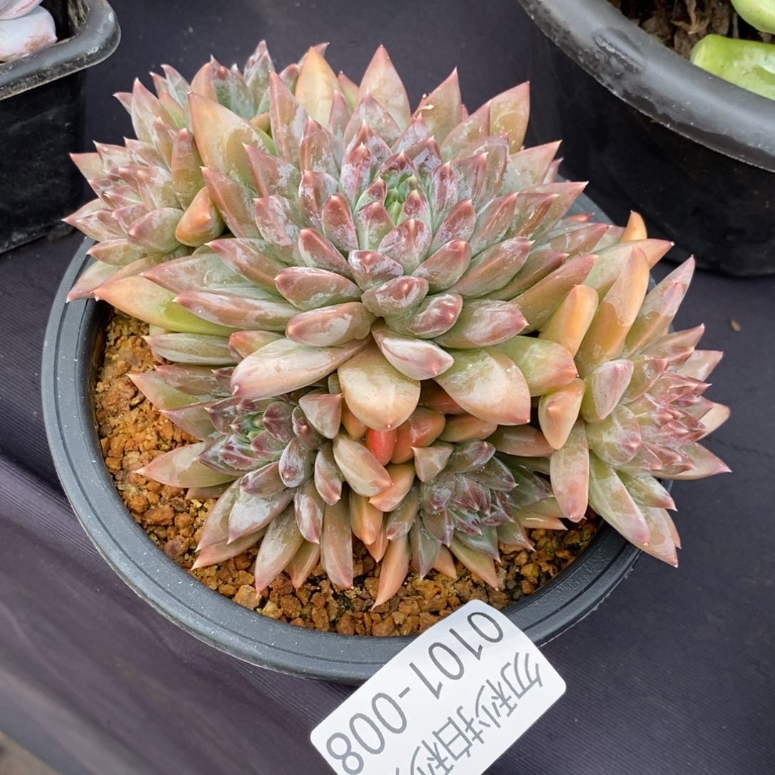 两单包邮0101-8美人