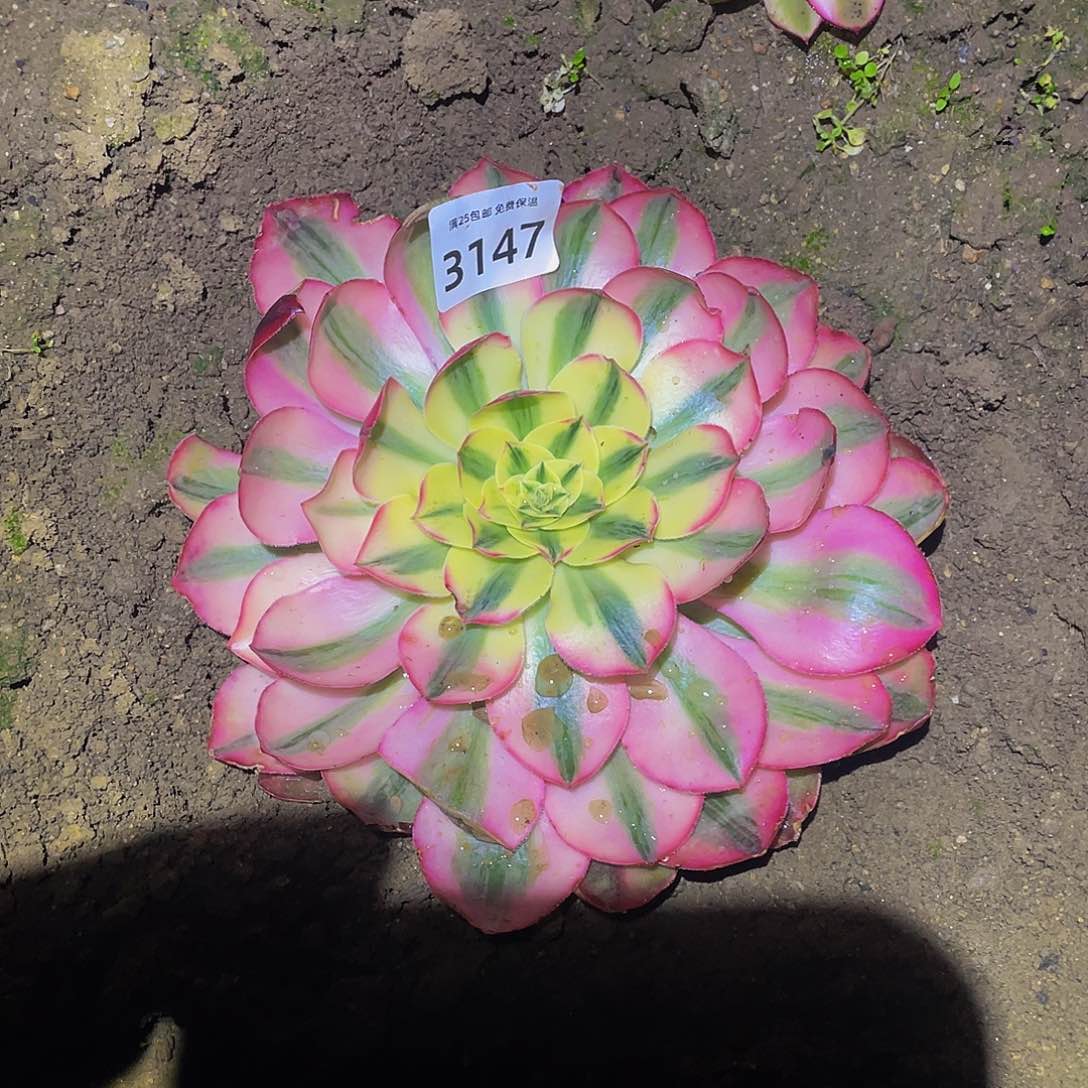 3147爱丽丝多肉植物