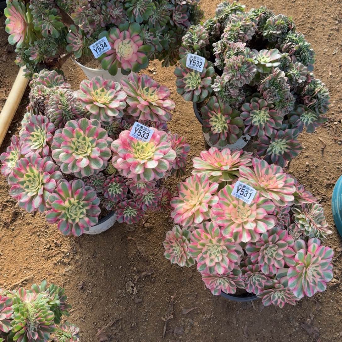 风***雅531+532+533+534组合2