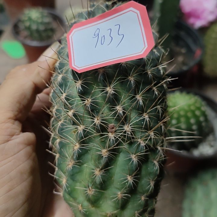 兰***香仙人球黑喉一代侧芽9033