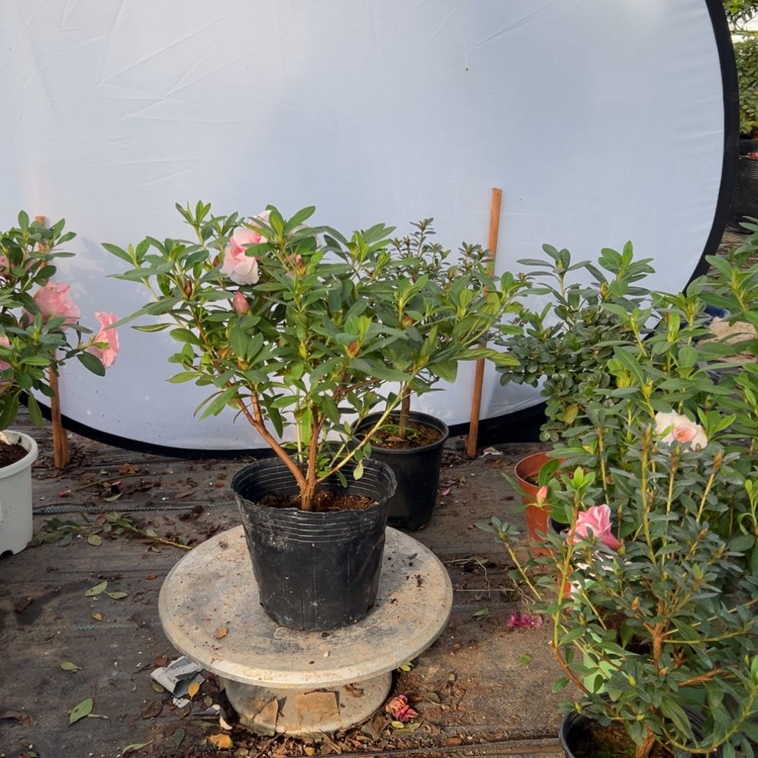 好***在完全开放桃梅锦杜鹃花