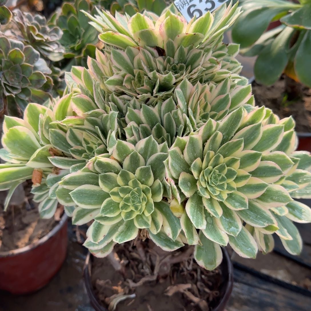 艳凝多肉639满28包邮断枝不包