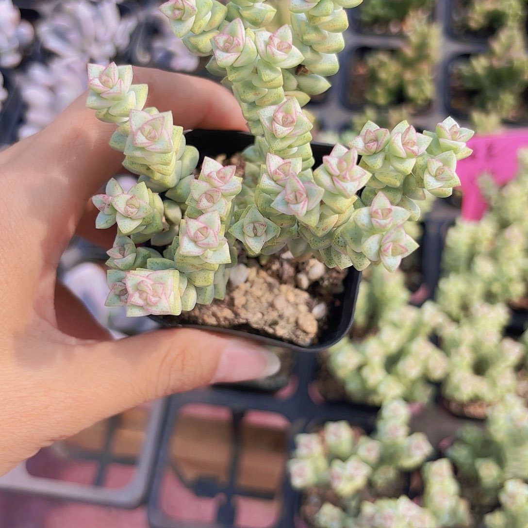 精品蜡笔多肉植物