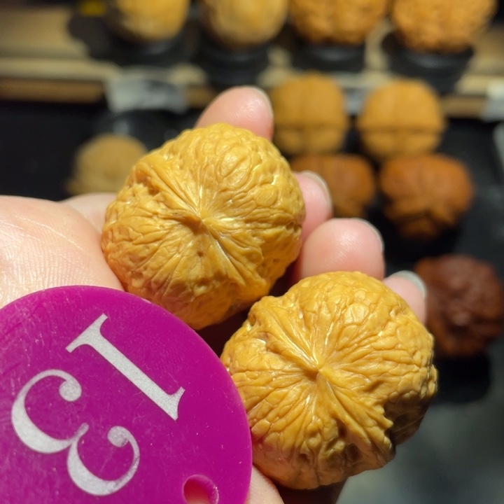 蛇皮球31尺寸核桃