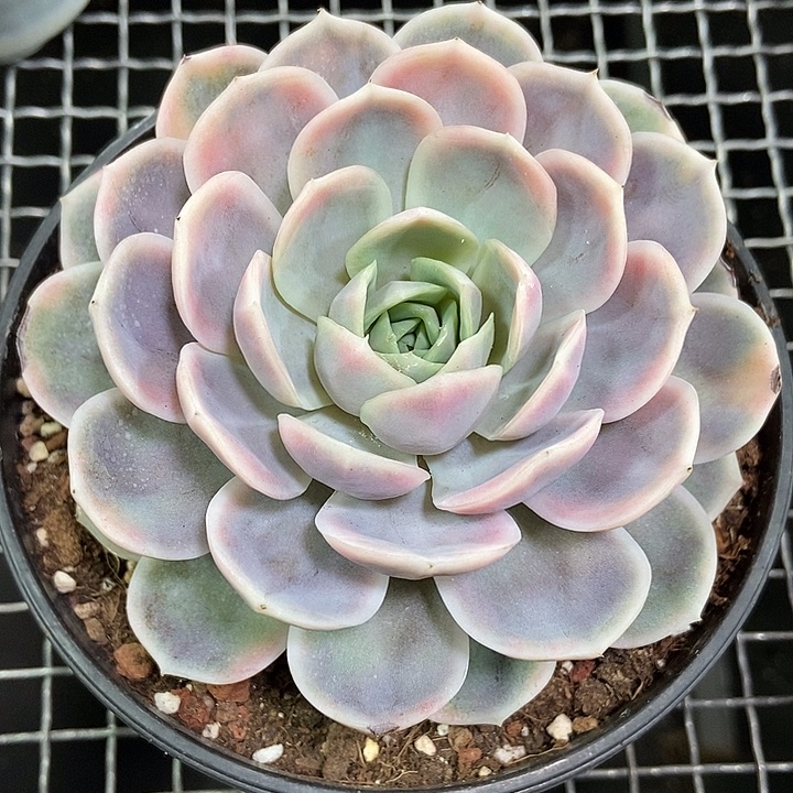 蓝色惊喜锦大单头