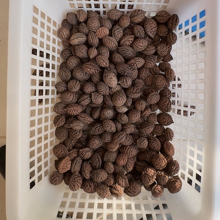 不***工手串/手链核桃桃核