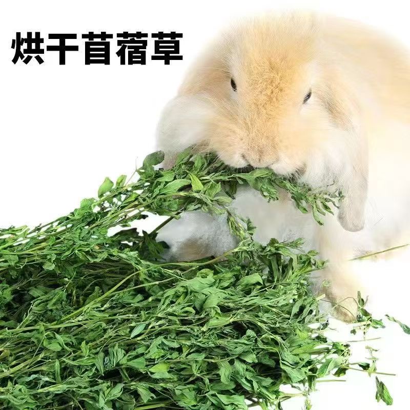 烘干紫花苜蓿草幼兔小宠优质绿色干草草棒磨牙可食用不吃包退