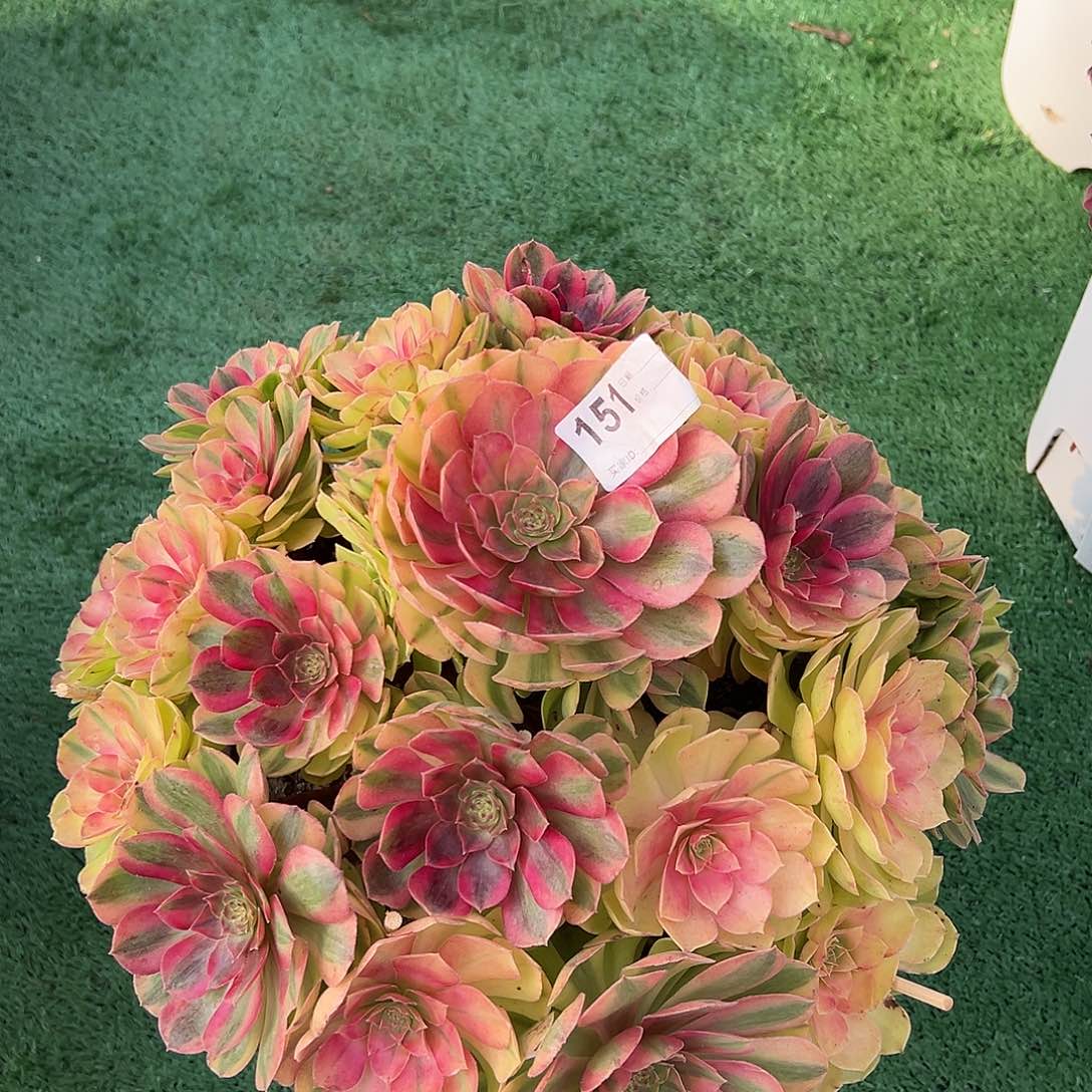 陌***念151雨荷多肉植物法师