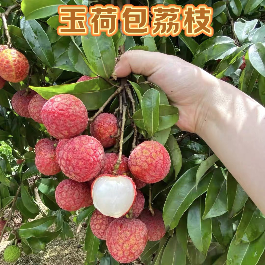 【新疆包邮】广东玉荷包新鲜应季水果妃子糖新鲜现摘肉厚清甜多汁
