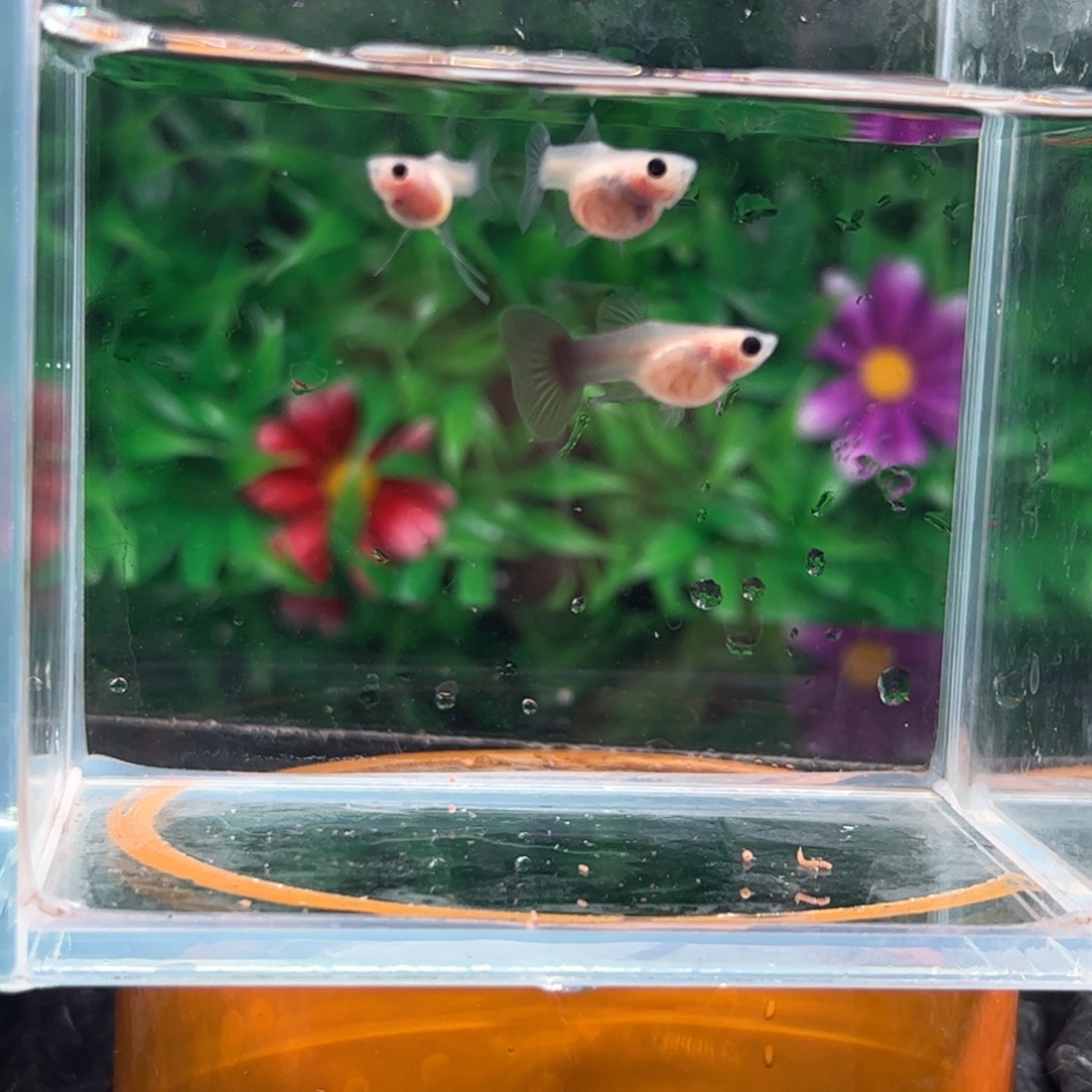 孔雀鱼超透c11111111111