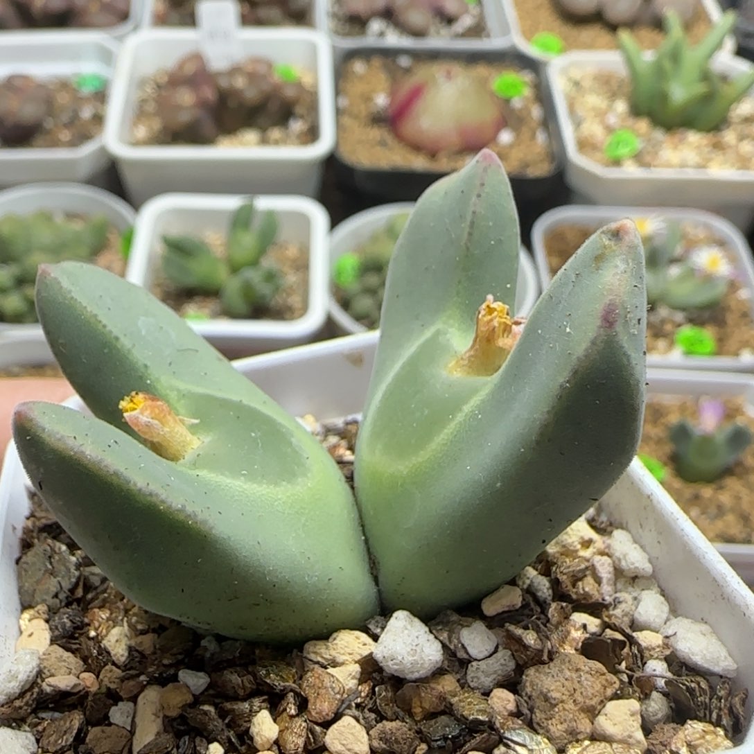 天使之翼大眼睛空蝉3.5cm557