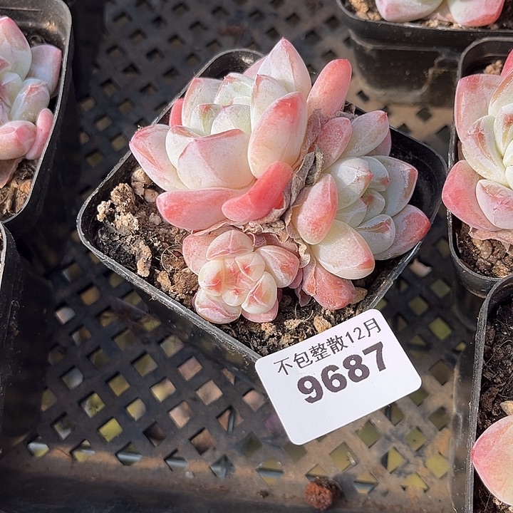 阿雅园艺。        9687