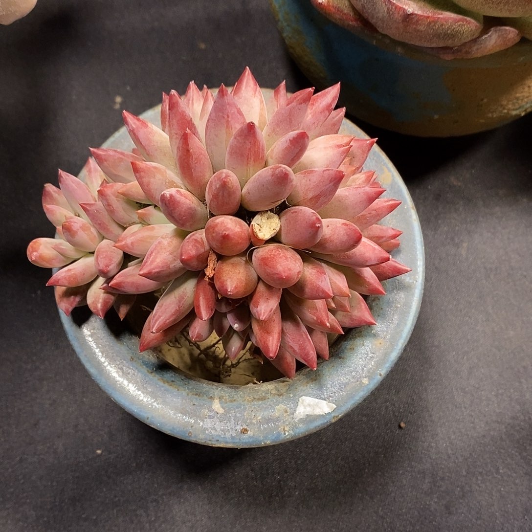 陈***初酸奶多肉 车厘子群