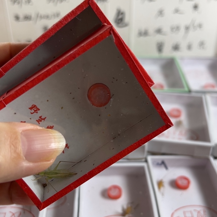 声***光一套过虫器➕两只柬埔寨竹蛉