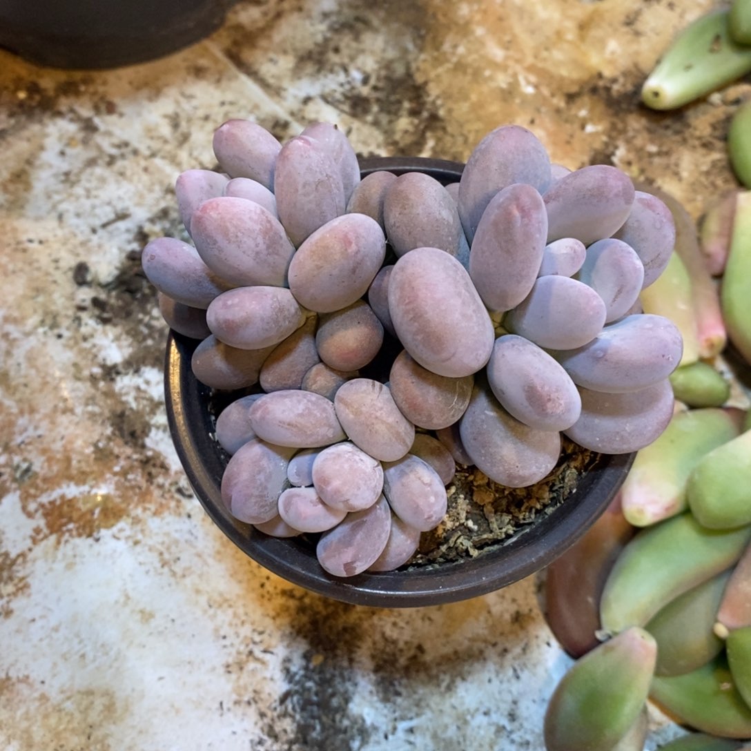 ?****原始奶酪，12356688