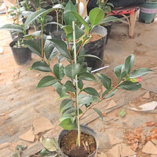 完全开放干贝利茶花