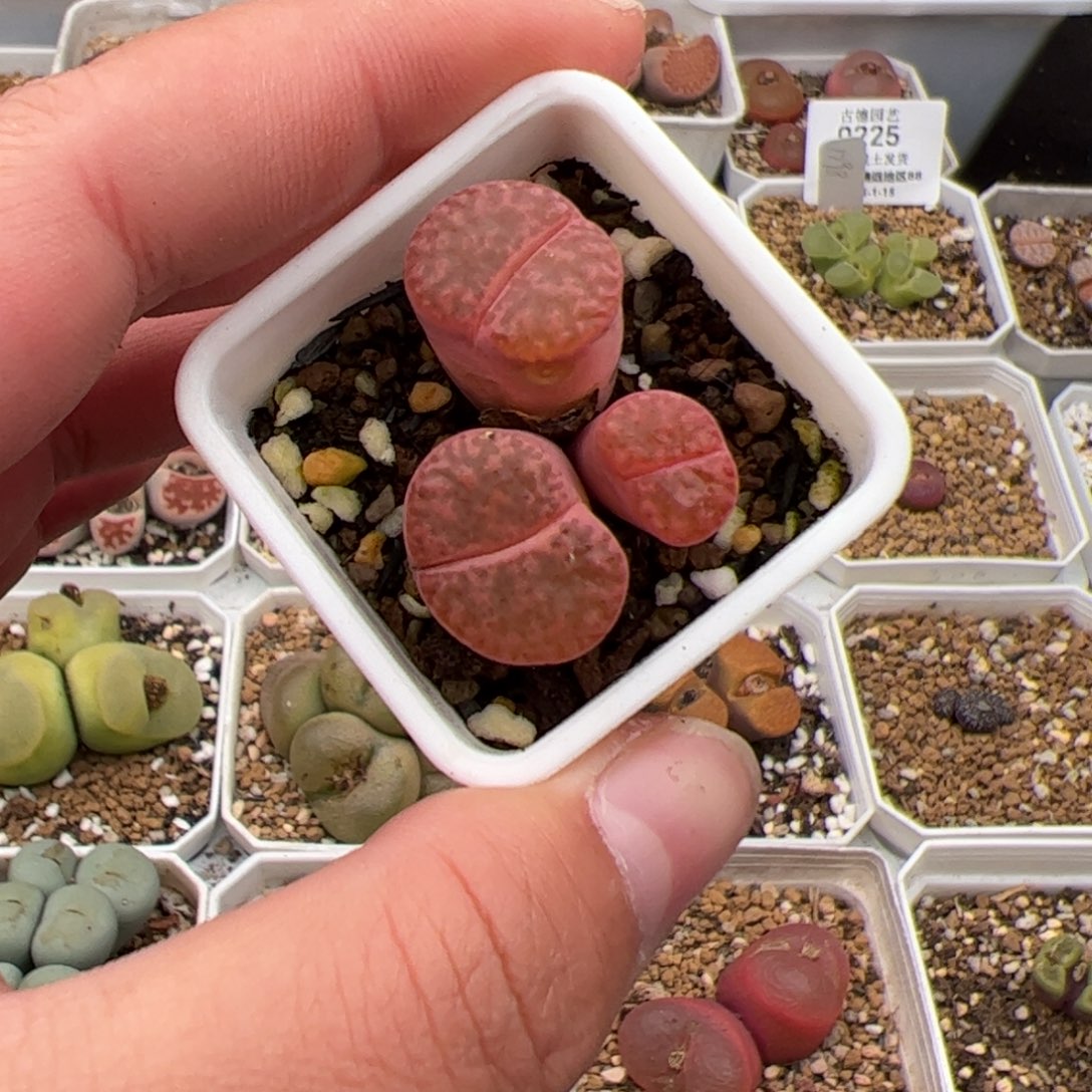 0230号紫石榴 多肉植物