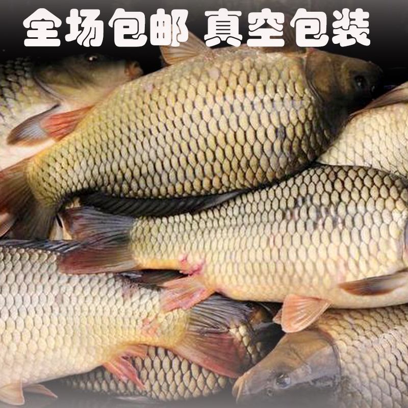 密云特产 野生鲤鱼 水库鱼