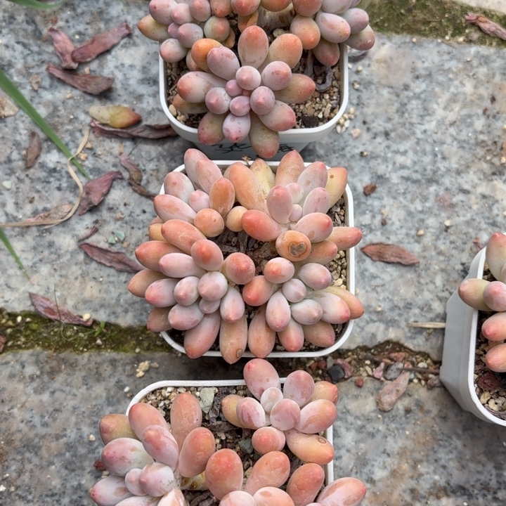 多肉植物汤圆群生