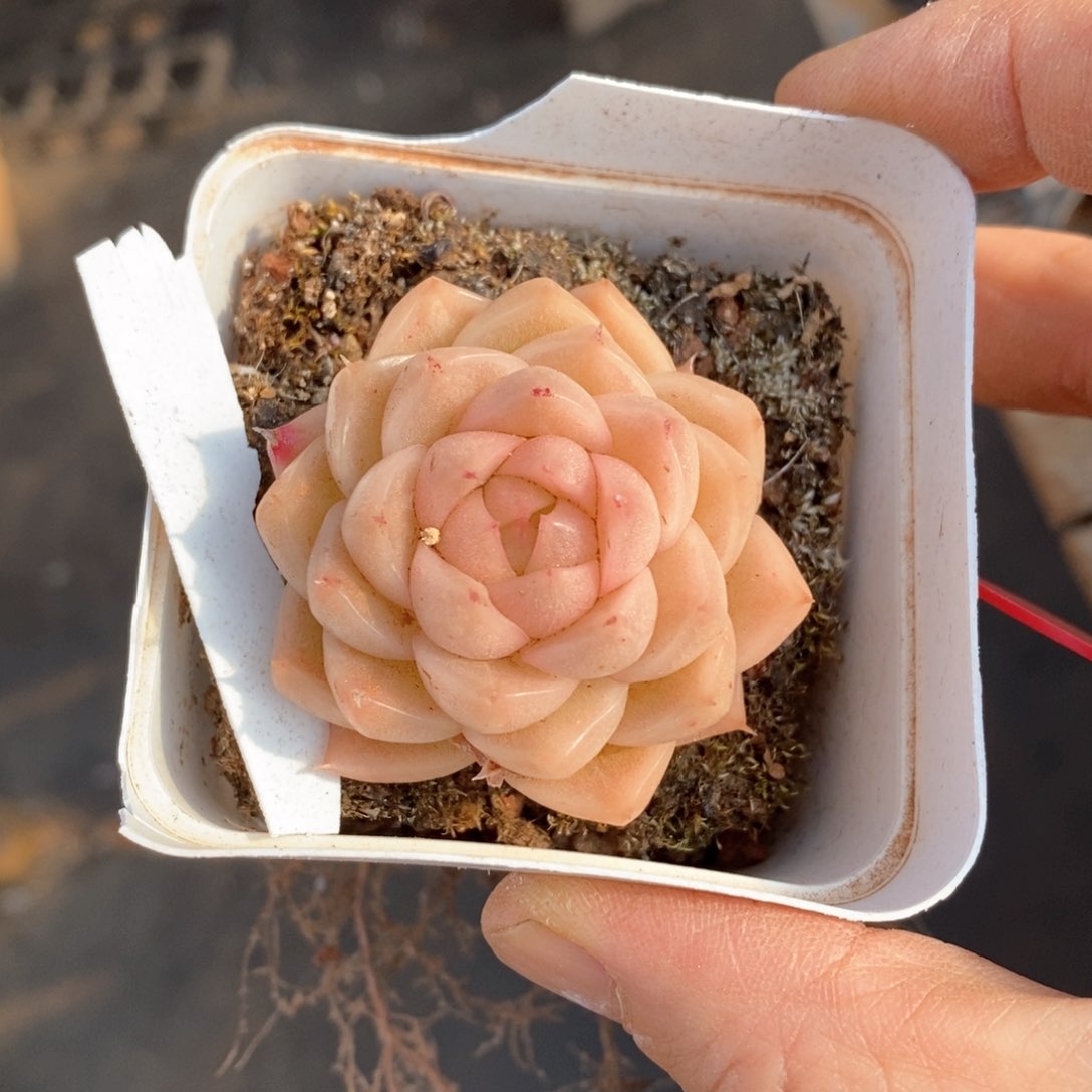 精品多肉一物一拍不包整125