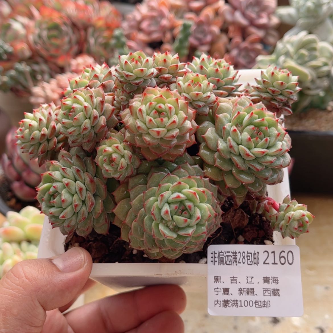 【闪购商品】2160熊猫脸