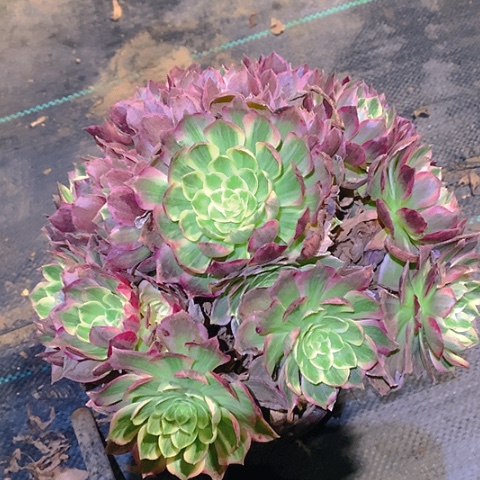 927粉海王多肉植物