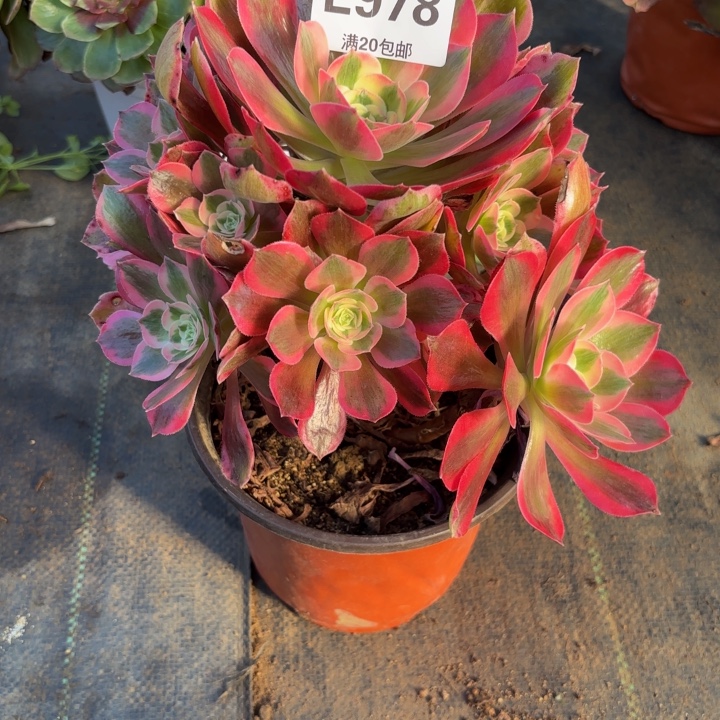 瑞妈，，。。。。978女巫