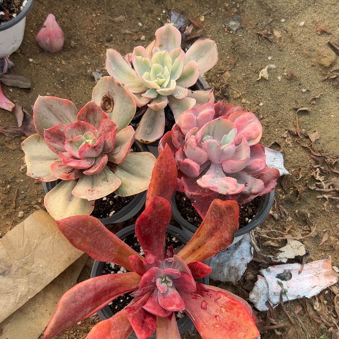 多肉植物四颗锦类