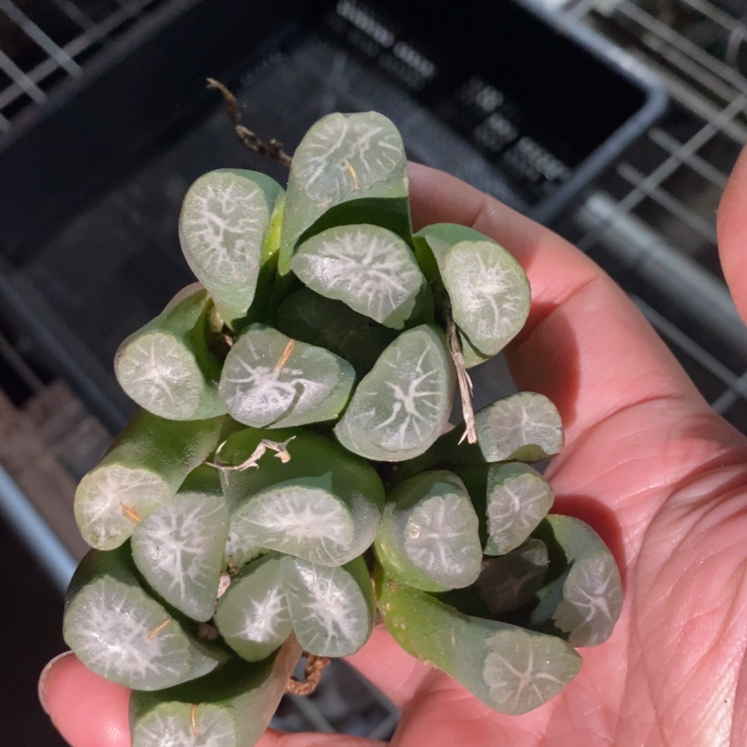 2538 一颗实生大雪葵万象 挑大的发货 圣诞福利