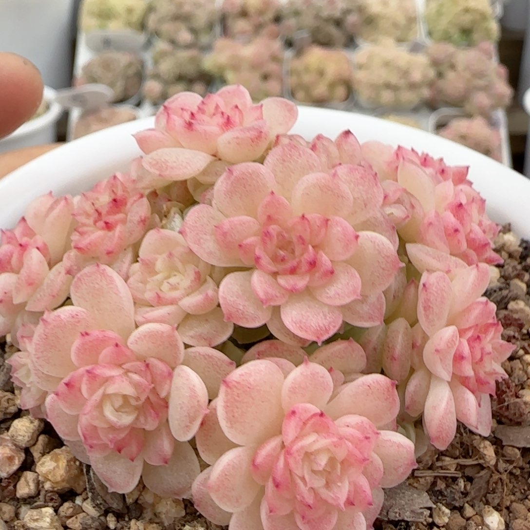 【闪购商品】0128-37（fm-209）