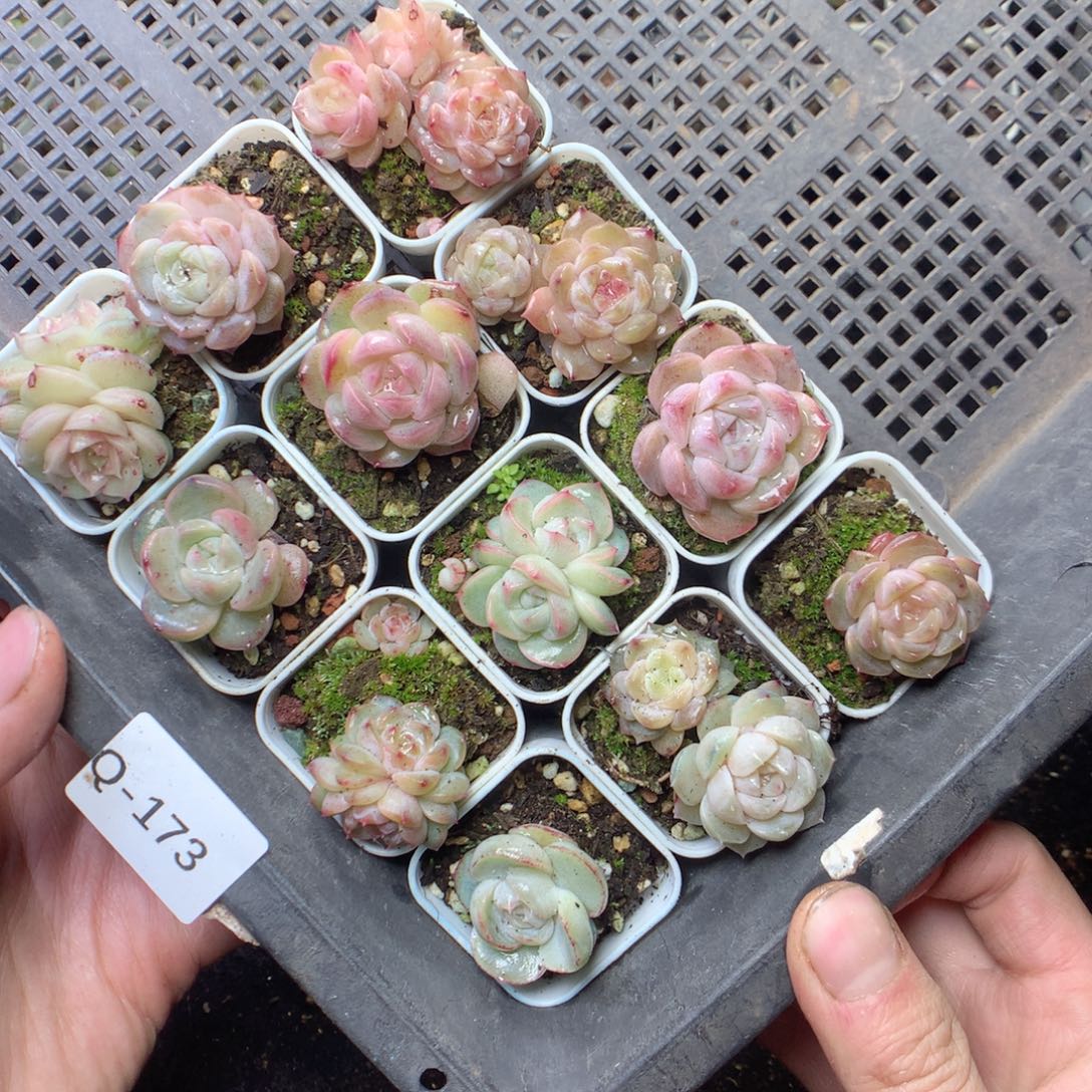 无花朵Q173 yyyyyyyyy