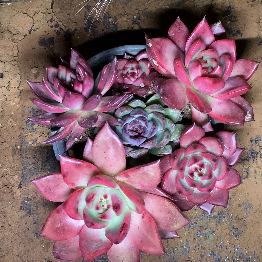 多肉植物韩版菩萨