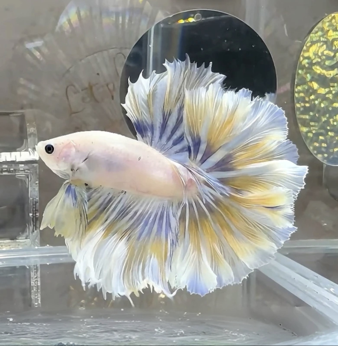 C10（217-240）泰国斗鱼小型热带观赏鱼、耐活（直播间选鱼）