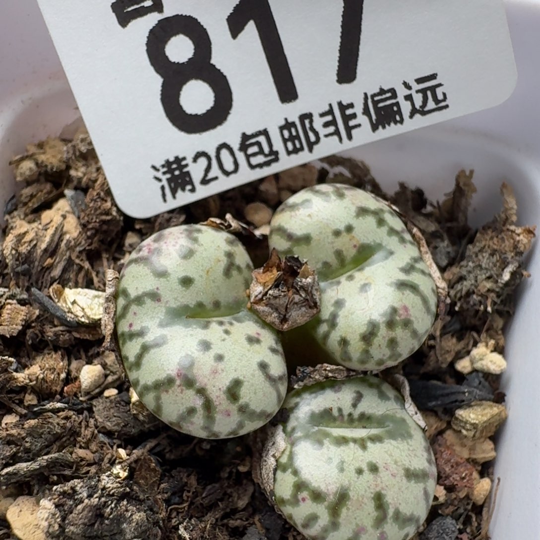 带盆土。             