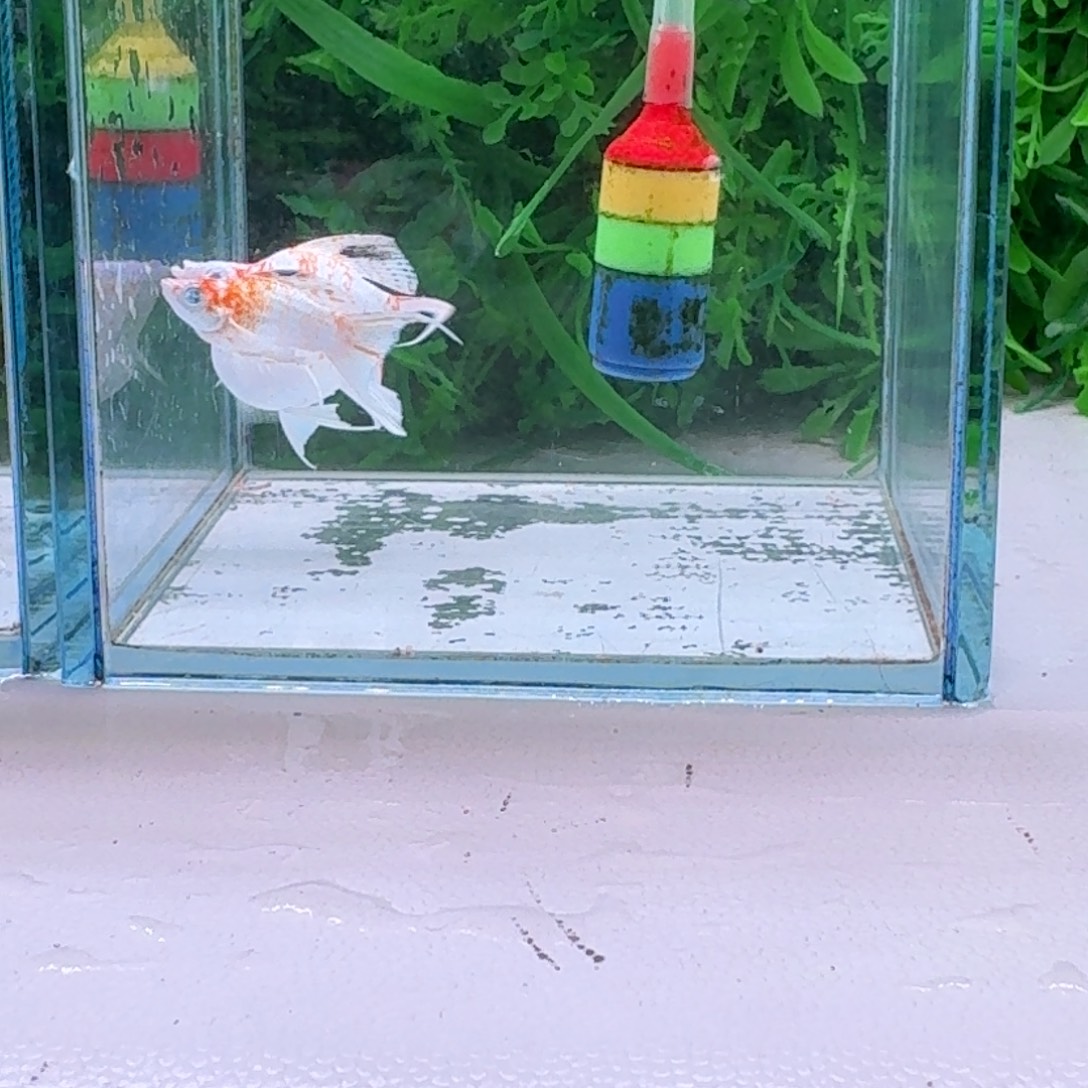 黑玛丽鱼58号玛丽2条