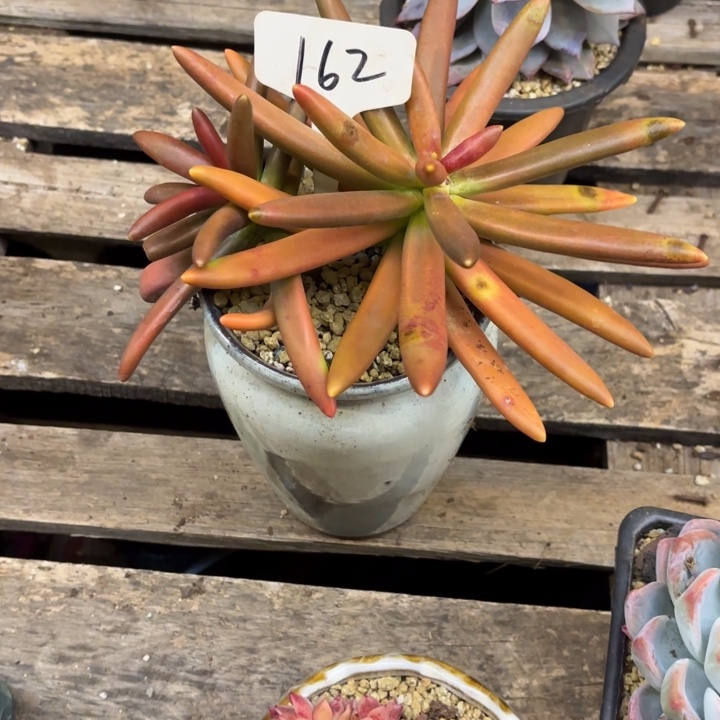 多肉植物，椰子树162号