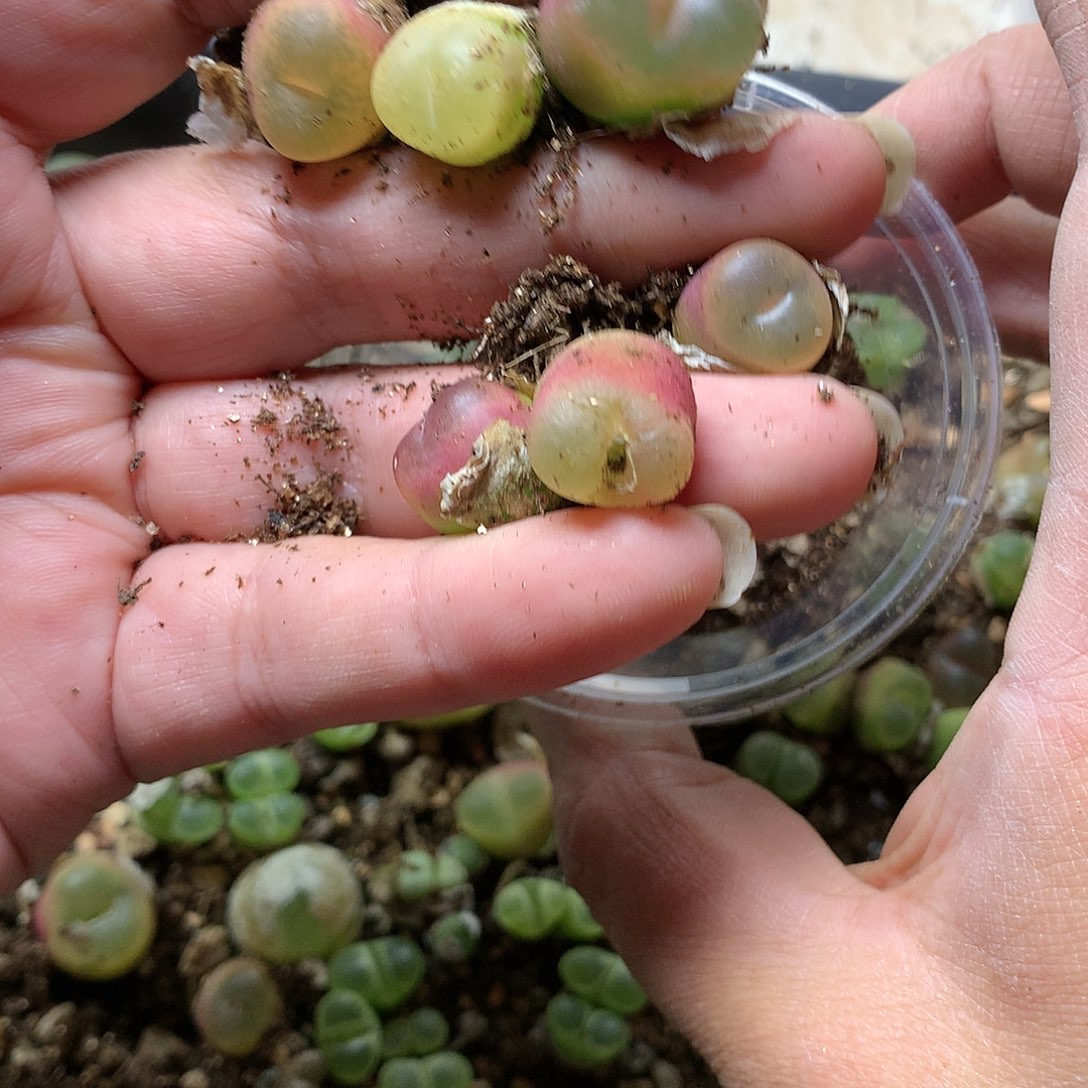 轻*E60多肉植物保护研究所