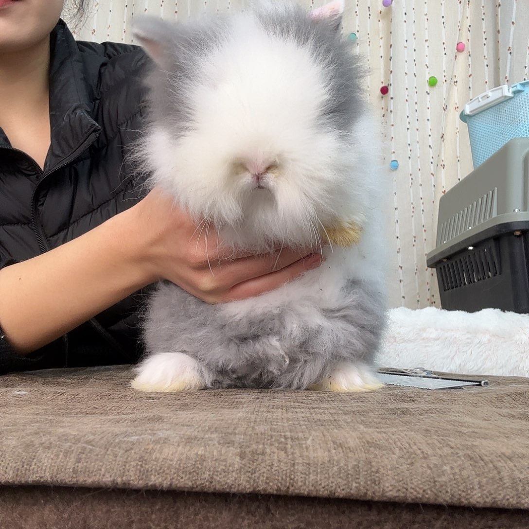猫猫兔妹妹微瑕特价