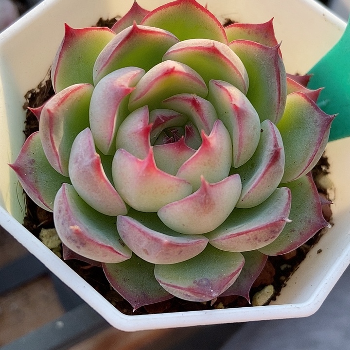 多肉植物勾魂仙子1593